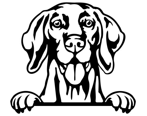 Maďarský ohař krátkosrstý - C