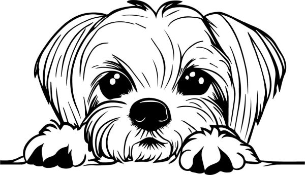 Maltézský psík - B