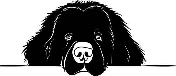 Novofundlandský pes - B