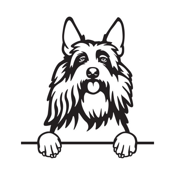 Pikardský ovčák - A