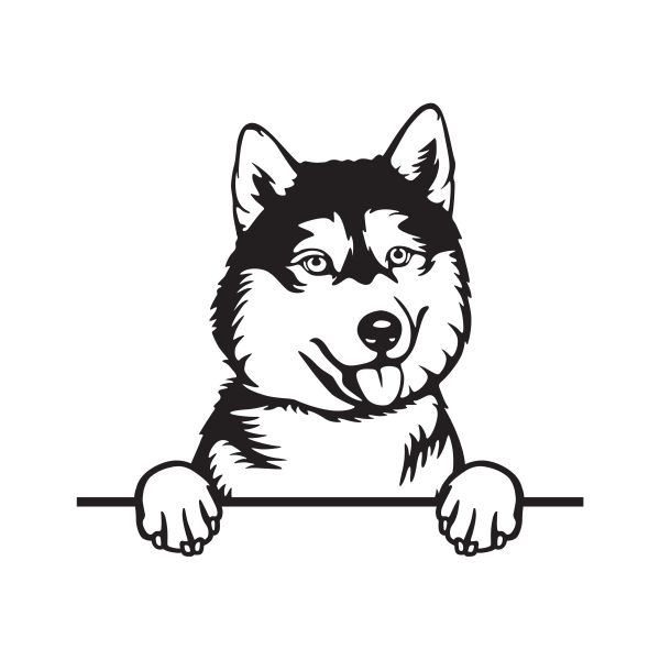 Sibiřský husky - A