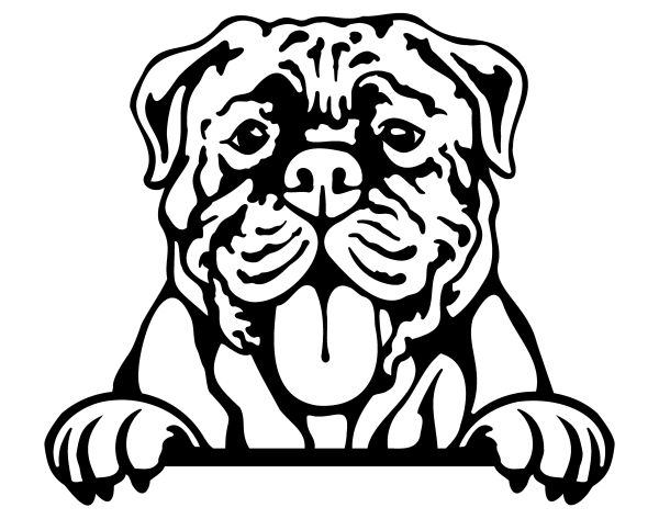 Anglický mastif - B