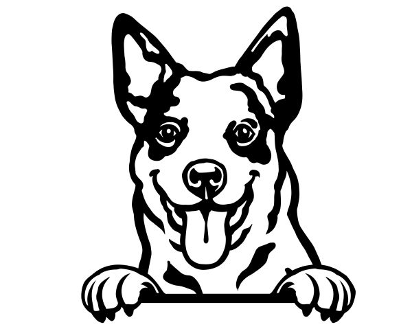 Australský honácký pes - D