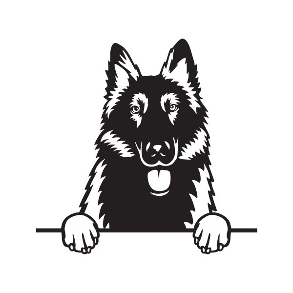 Belgický ovčák - A