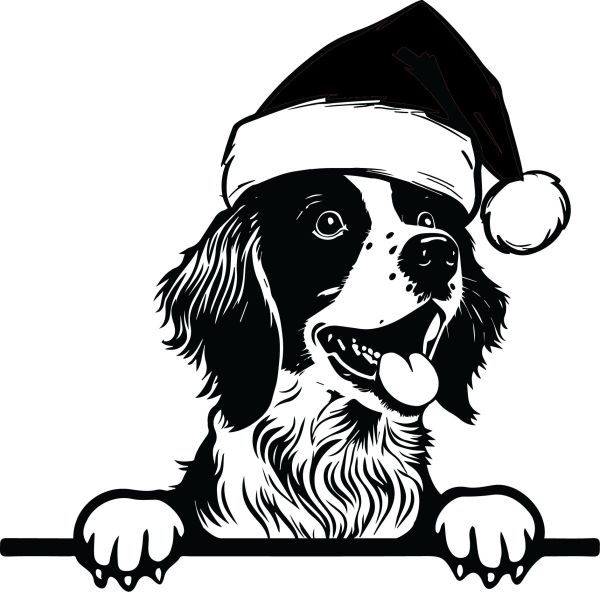 Bretaňský ohař - F (Vánoční)