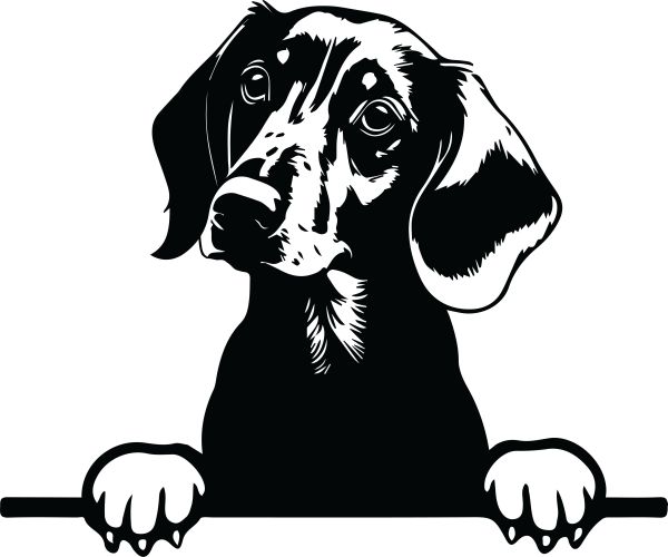 Jezevčík hladkosrstý - I