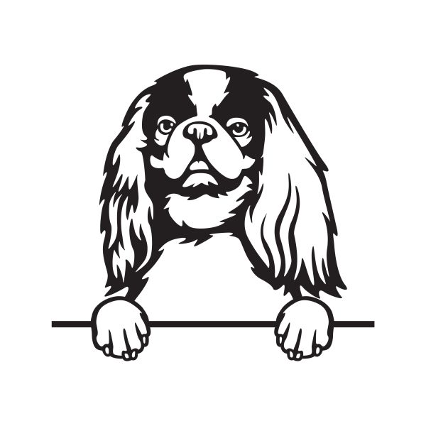 Kavalír King Charles španěl - B