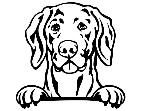 Výmarský ohař - C