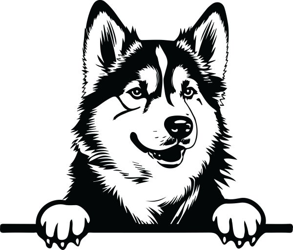 Aljašský malamut - E