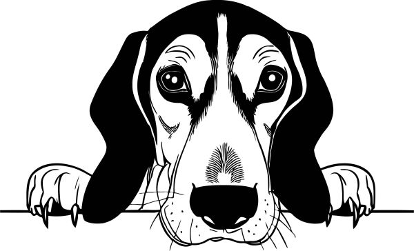 Americký foxhound - B