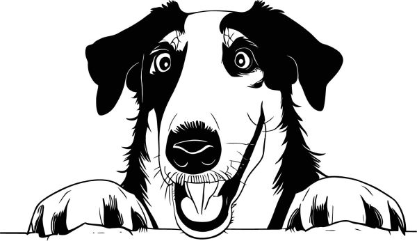 Barzoj - ruský chrt - B