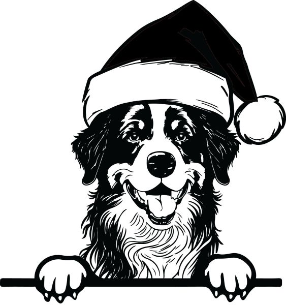 Bernský salašnický pes - H (Vánoční)