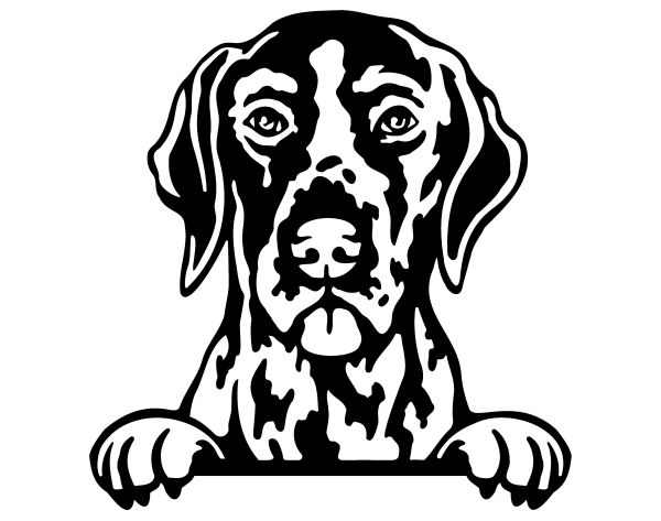 Německý ohař - krátkosrstý - D