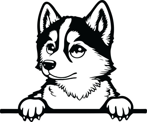 Sibiřský husky - H