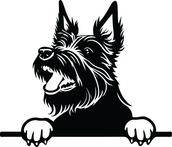 Skotský teriér - D