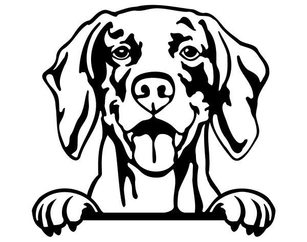 Výmarský ohař - D