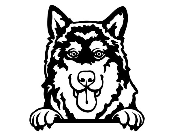 Aljašský malamut - C