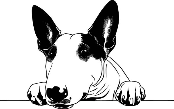 Anglický bulteriér - I