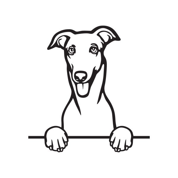 Anglický chrt (greyhound) - A