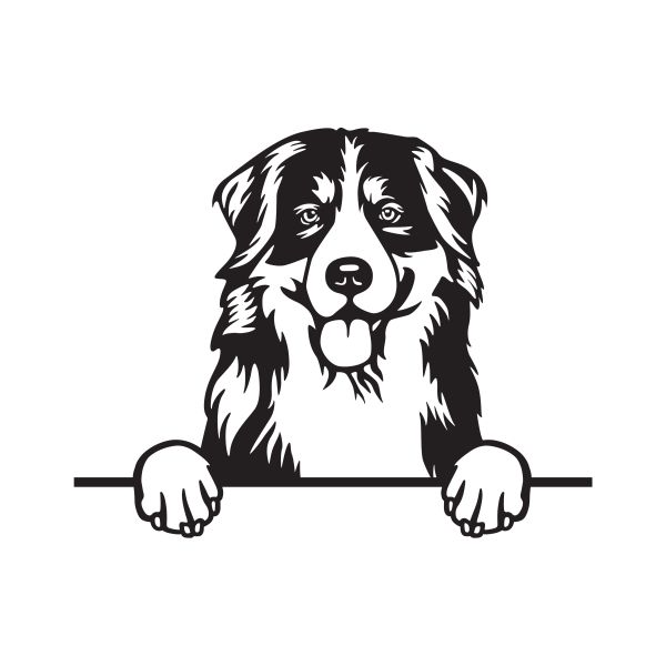 Bernský salašnický pes - A