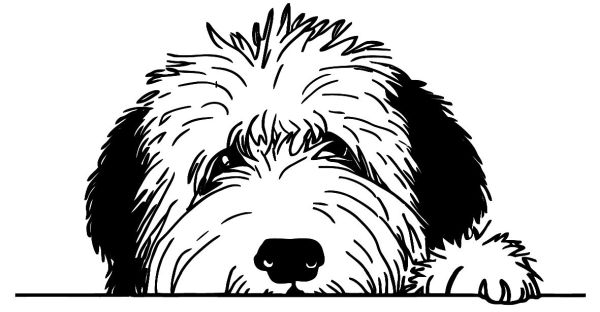 Bobtail - Staroanglický ovčák (bobtail) - B