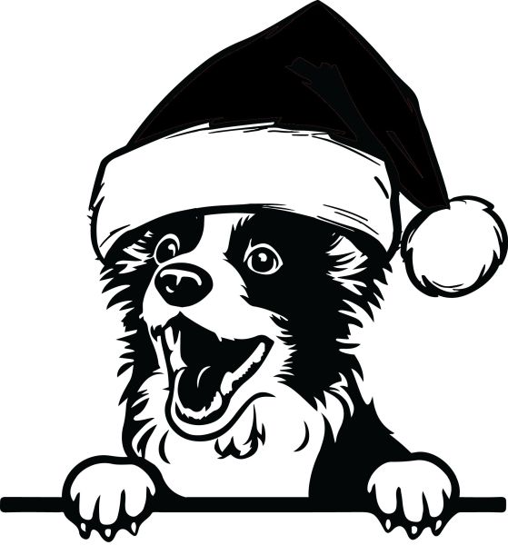 Border kolie - K (Vánoční)