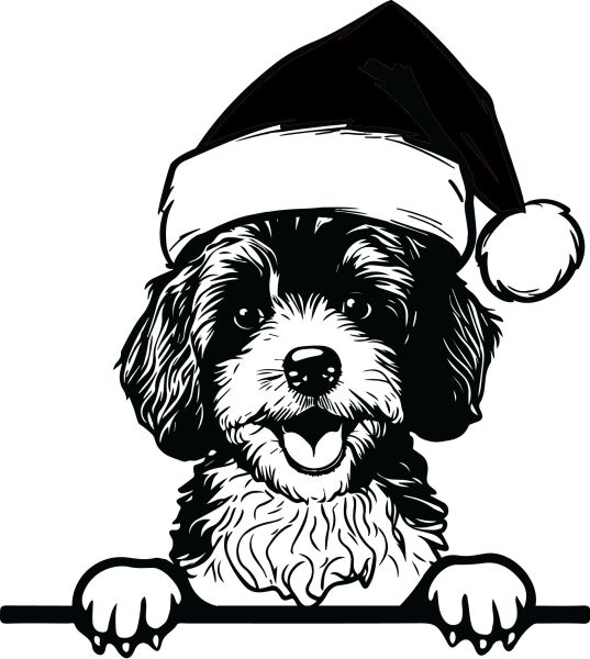 Cavapoo - F (Vánoční)