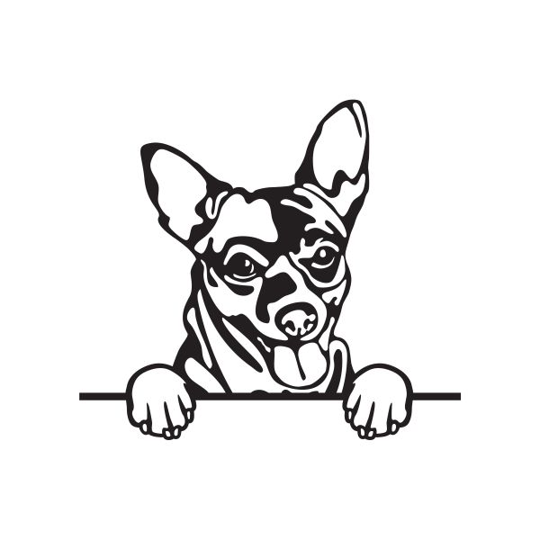 Čivava krátkosrstá - A