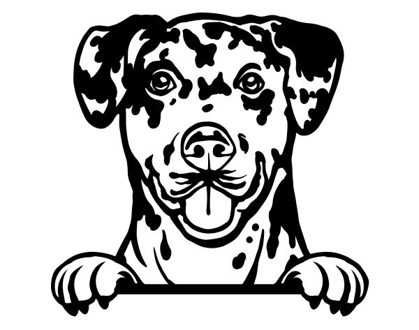 Louisianský leopardí pes-Catahoula - B