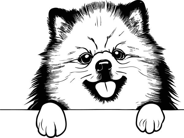 Vlčí špic (Keeshond) - B