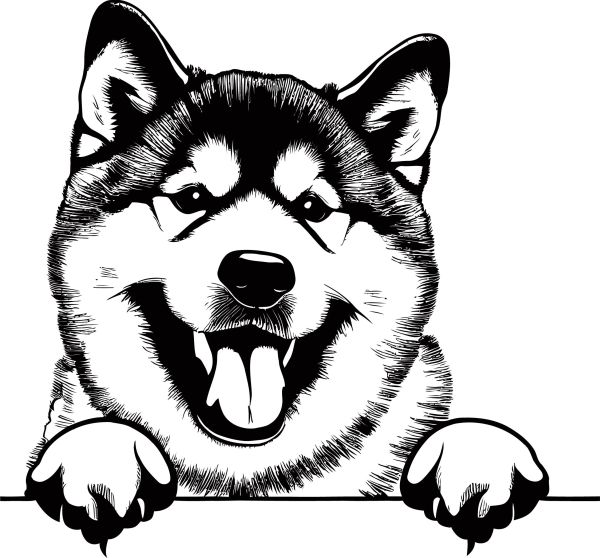Akita Inu - C