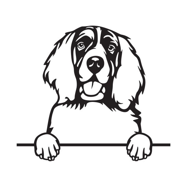 Anglický špringršpaněl - A