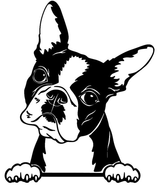 Bostonstký teriér - F