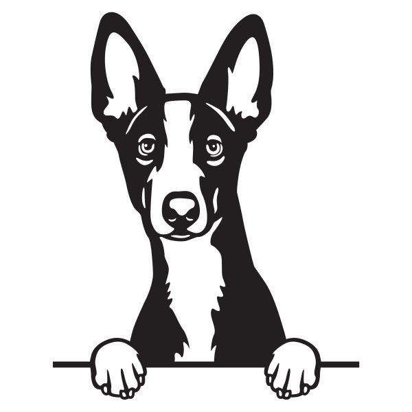 Ibizský podenco - A