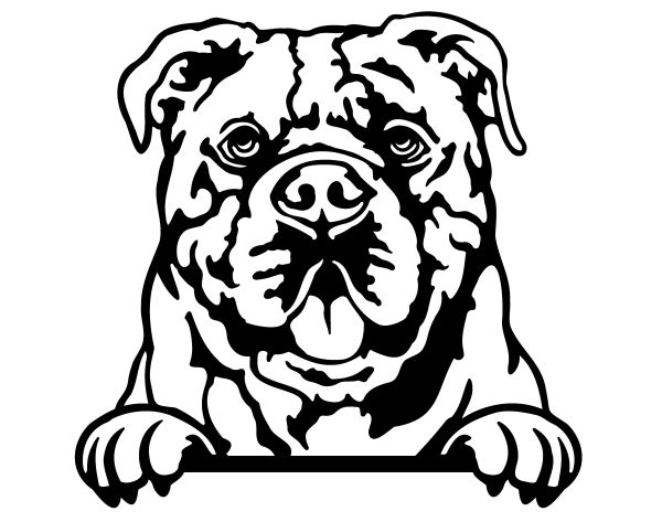 Kontinentální buldog - B