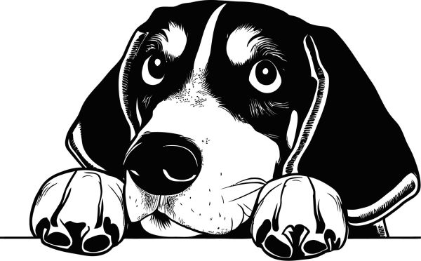 Modrý mývalí pes - (modrý coonhound) - E