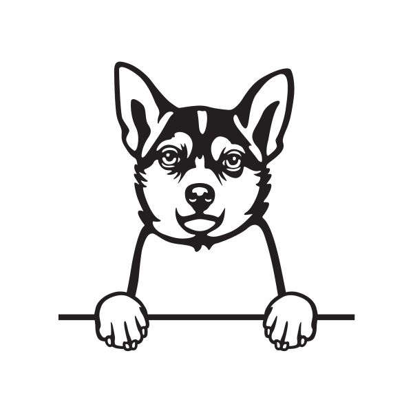 Norský Lundehund - A