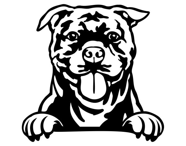 Stafordširský bulteriér - C