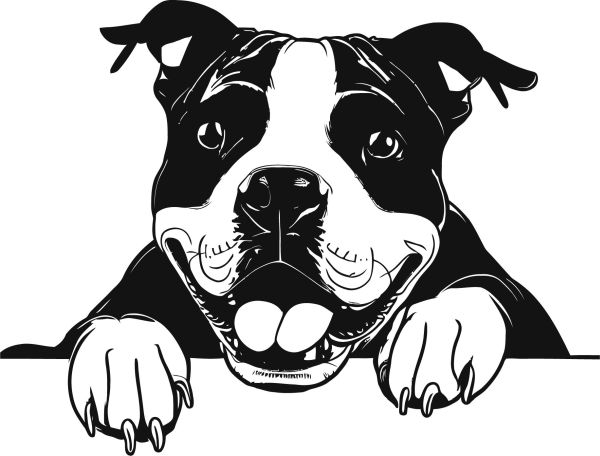 Americký staffordšírský teriér - I