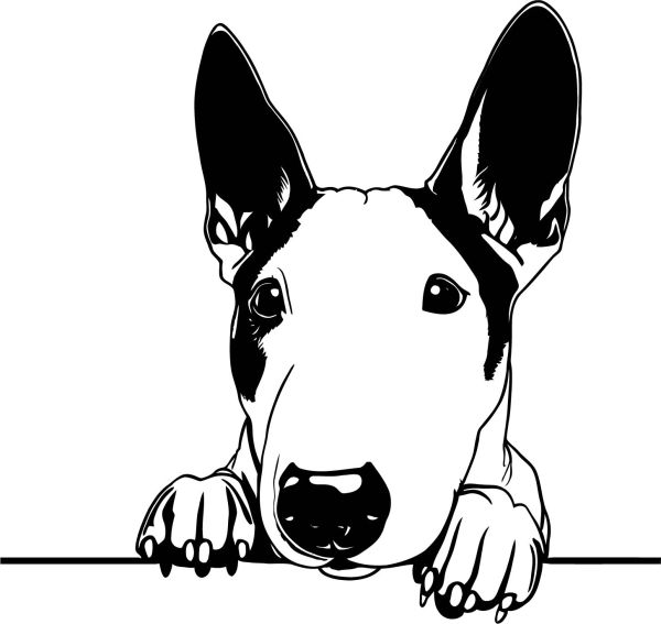 Anglický bulteriér - H