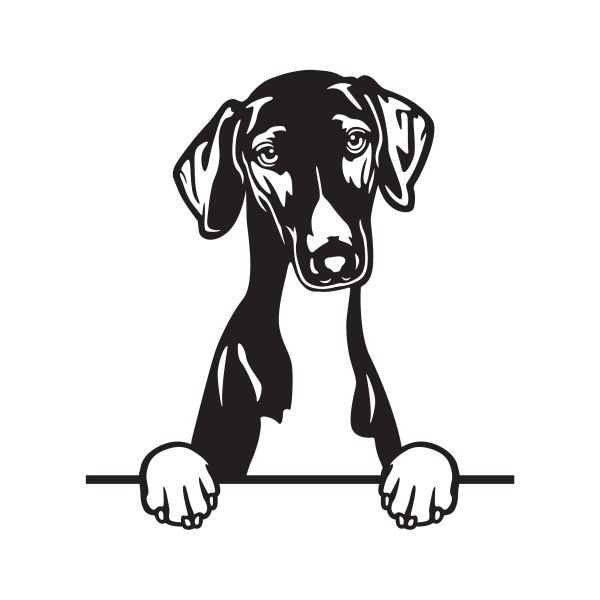 Azavak - azavažský chrt - A