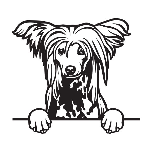 Čínský chocholatý pes - A