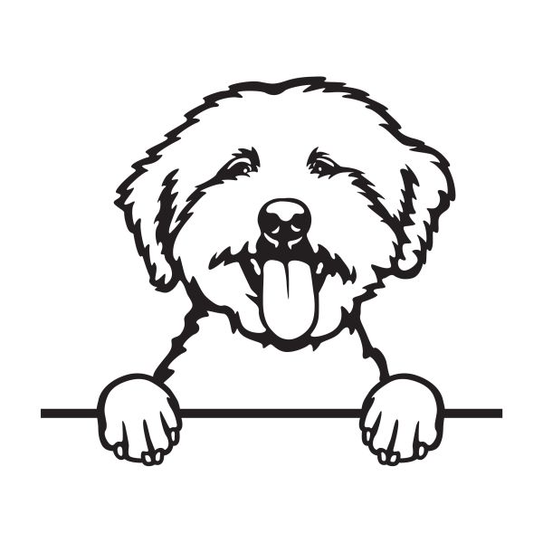 Italský (romaňský) vodní pes - A