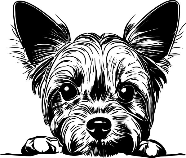 Jorkšírský teriér - D