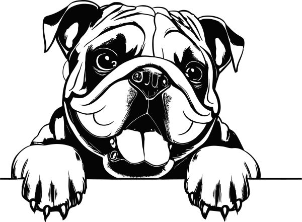 Kontinentální buldog - C