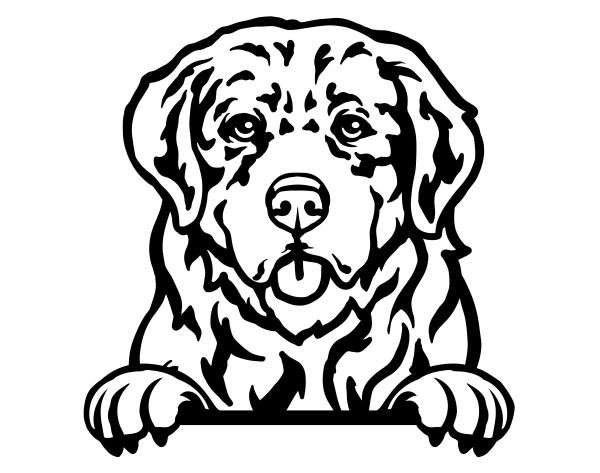 Pyrenejský horský pes - F