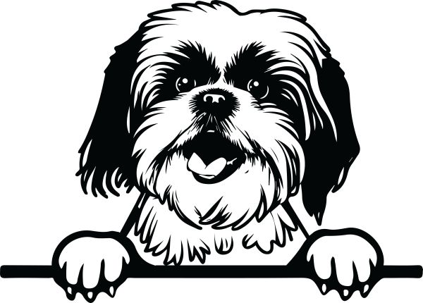 Shih-tzu - H