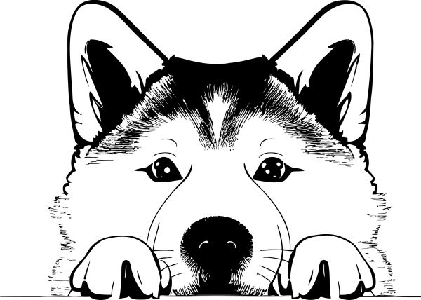 Akita Inu - B