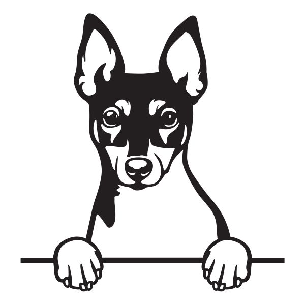 Americký toy-foxteriér - A