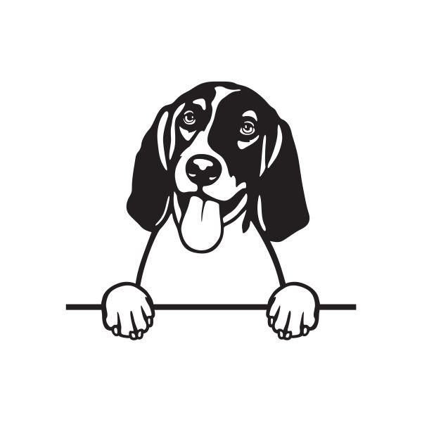 Anglický foxhound - A